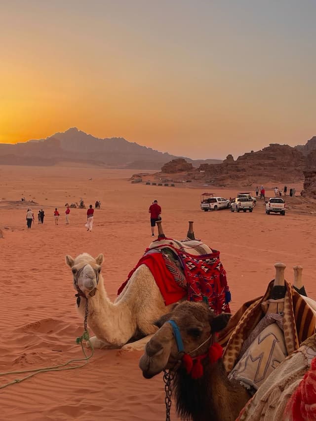 Camels in wadi rum Jordan